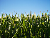 Flowering maize/corn plants against blue sky