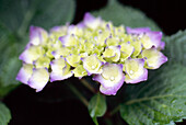 Early stages of Hydrangea head blooming