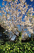 White flowering cherry blossom tree against blue sky and green ivy bed