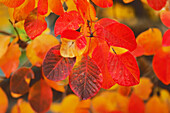 Multi coloured autumn leaves