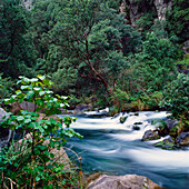 Schnell fließender Fluss in der einheimischen neuseeländischen Wildnis