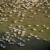 Luftaufnahme einer Schafherde auf einem grasbewachsenen Feld