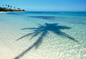 Shadows of palm tree on tropical water on coastline of Island