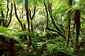 Native New Zealand forest