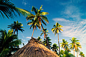 Traditional Fijian Hut with thatched roof among palm trees and blue sky above
