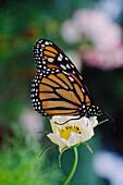 Monarchfalter auf gelber Blume