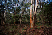 Various native plants and trees in Australian bushland