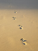One set of footprints in the sand