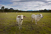 Australian Brahman Cattle grazing in field