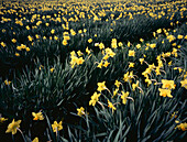 Field of daffodills in full bloom