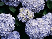 Busch voller blassblauer Hortensienköpfe in voller Blüte