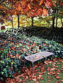 Metal love seat in Autumn garden under shedding oak trees and ivy garden bed