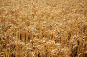 Close up of barley growing in field