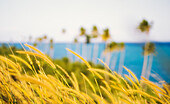 Verschwommenes Bild einheimischer Gräser und Palmen, die auf einer tropischen Insel wehen