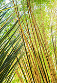 Looking upwards at mature Giant bamboo canes crossing over at the top