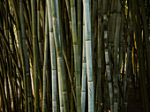 Nahaufnahme von Bambus