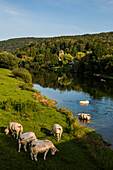 Cows by the river, Chalèze, near Besancon, Doubs, Franche-Comte, Jura, France