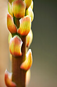 Nahaufnahme der Spitze der Aloe-Vera-Pflanze, die mit Blütenknospen bedeckt ist