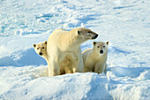 Eisbären (Ursus Maritimus) Mutter und Jungen auf Packeis, Svalbard, Norwegen