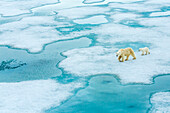 Polar bear (Ursus maritimus) mother and cub walking across melting pack ice, Svalbard, Norway