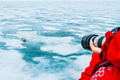 Fotograf und Eisbär (Ursus Maritimus) laufen über schmelzendes Packeis, Svalbard, Norwegen
