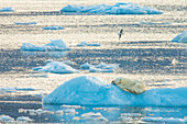 Eisbär (Ursus Maritimus) schläft auf Packeis, Spitzbergen, Norwegen