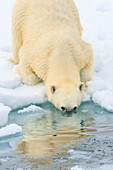 Eisbär (Ursus Maritimus) mit Nase im Wasser, Svalbard, Norwegen