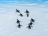 Emperor Penguins (Aptenodytes forsteri) taboggoning on sea ice, Weddell Sea, Antarctica