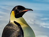 Emperor Penguins (Aptenodytes forsteri) on sea ice, Weddell Sea, Antarctica