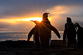 Sun rays with King Penguins (Aptenodytes patagonicus), at St. Andrews Bay, South Georgia