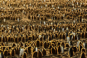 Pinguine so weit das Auge reicht, Königspinguine (Aptenodytes patagonicus) in St. Andrews Bay, Südgeorgien