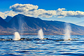 Drei Schläge, als Buckelwale (Megaptera novaeangliae) vor den West Maui Mountains (Kahalawai'), Maui, Hawaii, auftauchen