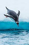 Gentoo Penguins (Pygoscelis papua), jumps from iceberg, Cuverville Island, Antarctica