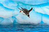 Gentoo Penguin (Pygoscelis papua), jumps from blue iceberg, Cuverville Island, Antarctica
