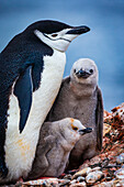 Chinstrap Penguins (Pygoscelis antarcticus) mother and two chicks, Aitcho Islands, Antarctica