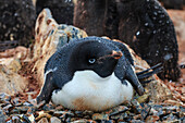 Adelie (Pygoscelis adeliae) penguin on pebble nest on Torguson Island, near Palmer Station, Antarctica