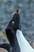 Adelie penguins (Pygoscelis adeliae) portrait on Torguson Island, near Palmer Station, Antarctica