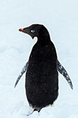 Adelie-Pinguin (Pygoscelis Adeliae) auf Neuschnee, Antarktis