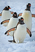 Gentoo Penguins (Pygoscelis papua) waling on pack ice in Lemaire Channel, Antarctica
