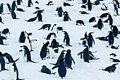 Chinstrap Penguins (Pygoscelis antarcticus) nesting in fresh snow at Half Moon Island, South Shetland Islands, Antarctica
