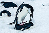 Chinstrap Penguins (Pygoscelis antarcticus) mating at Half Moon Island, South Shetland Islands, Antarctica