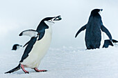Chinstrap Penguins (Pygoscelis antarcticus) showing courtship behavior at Half Moon Island, South Shetland Islands, Antarctica