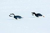 Adelie-Pinguin (Pygoscelis adeliae) jagt Zügelpinguin (Pygoscelis antarcticus) auf Half Moon Island, South Shetland Islands, Antarktis