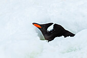 Nesting Gentoo Penguin (Pygoscelis papua) buried by fresh snow at Yankee Harbor, South Shetland Islands, Antarctica