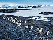 Adelie penguins (Pygoscelis adeliae) walking along the shoreline at Brown Bluff, Antarctic Peninsula, Antarctica