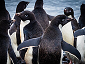 Adelie penguins (Pygoscelis adeliae) gather along the shoreline, Paulet Island, Antarctica