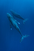 Unterwasserfoto, Buckelwale (Megaptera novaeangliae) schwimmen durch tropisches blaues Wasser, Maui, Hawaii