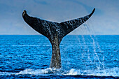 Whale Tale, Buckelwal (Megaptera Novaeangliae) hebt seine Fluke, Maui, Hawaii
