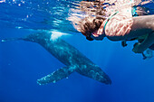 Unterwasserfoto, Touristenuhren Buckelwal (Megaptera novaeangliae) schwimmen unter Boot, Maui, Hawaii