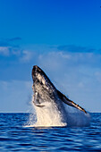 Breaching Humpback Whale (Megaptera novaeangliae) with Molikaii in the distance, Maui, Hawaii